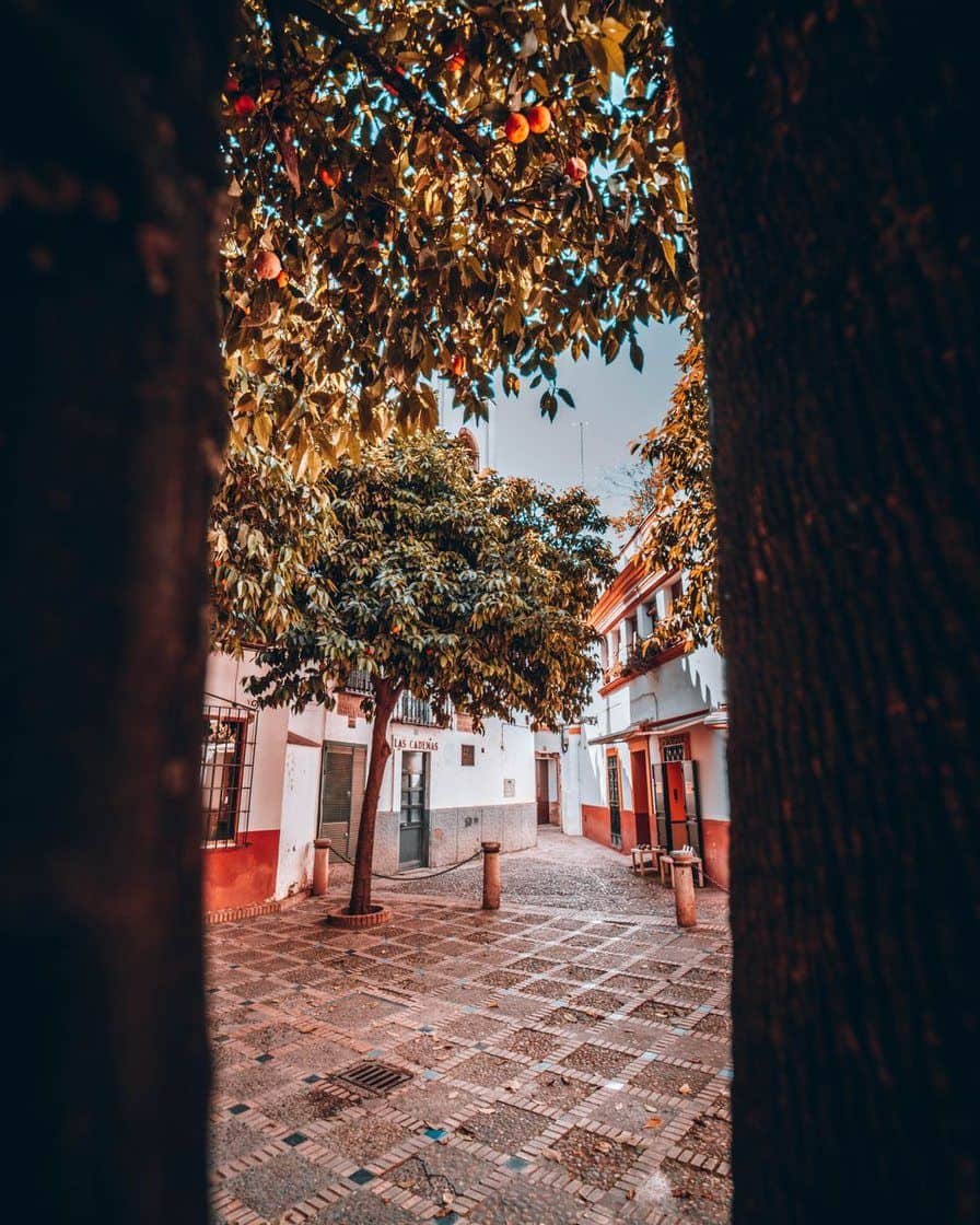 Orange trees in blossom lining a narrow street in Seville's historic centre on a sunny spring day