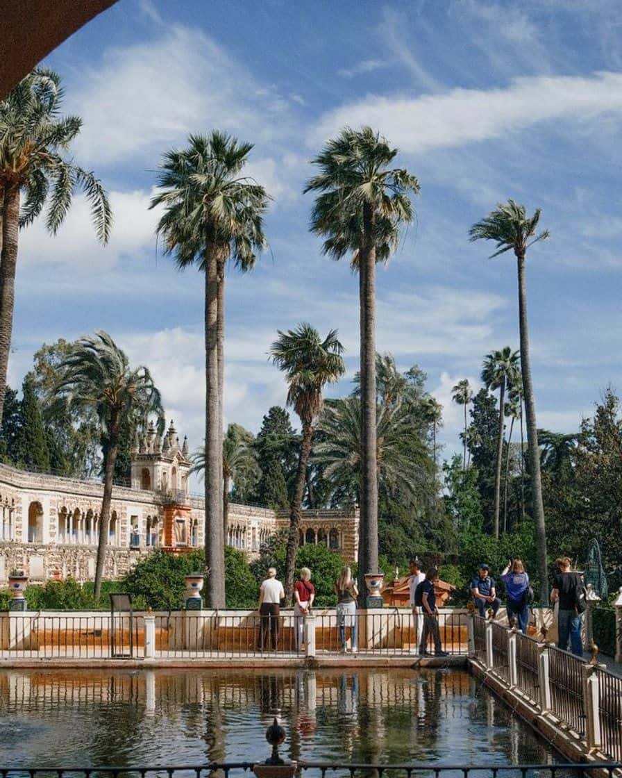 Jardins du Real Alcázar de Séville avec haies géométriques, palmiers et fontaine centrale, le matin
